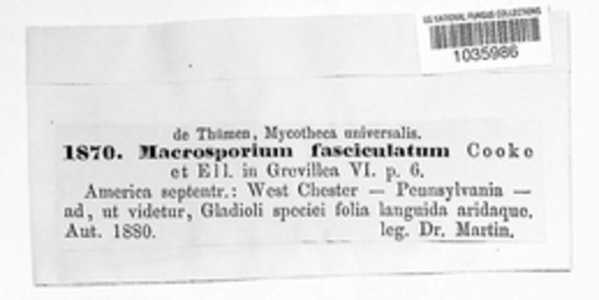 Alternaria alternata image